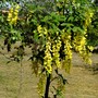 Young Laburnum. (Laburnum anagyroides (Common Goldenchain))