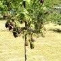 Ailanthus. (Ailanthus altissima (Tree of heaven))