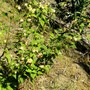 Kerria Japonica. (Kerria japonica plenifora)