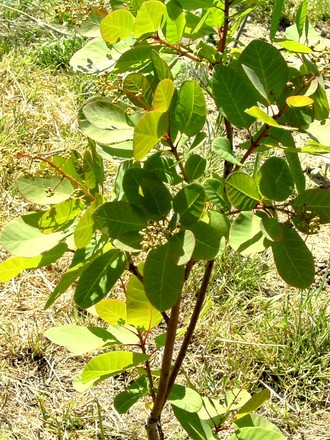 Cotinus (Cotinus coggygria (Smoke bush))