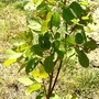 Cotinus (Cotinus coggygria (Smoke bush))