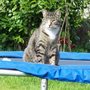 Sox also likes the Trampoline.