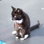 Febe Likes the Trampoline !