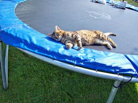 Puss loves the Trampoline :)