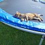 Puss loves the Trampoline :)