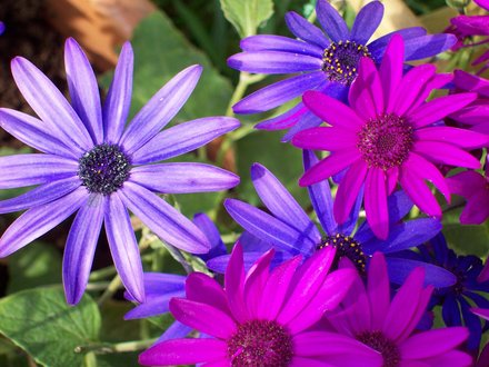 Senetti`s :D