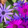 Senetti`s :D