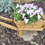 Tiny Barrow filled with violas