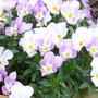 Close Up Of Viola`s 