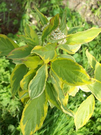 Varigated DogWood 