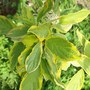 Varigated DogWood 