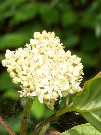 Flower of Dogwood