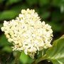 Flower of Dogwood