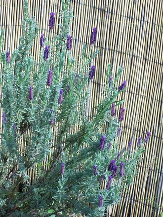 French Lavender