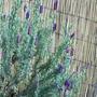 French Lavender