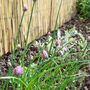 Chives