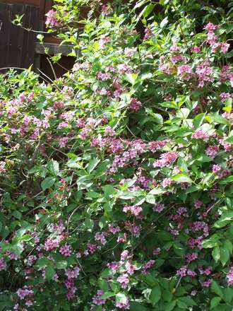 Cherry Tree