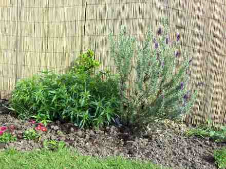 French Lavender/Sweet Williams