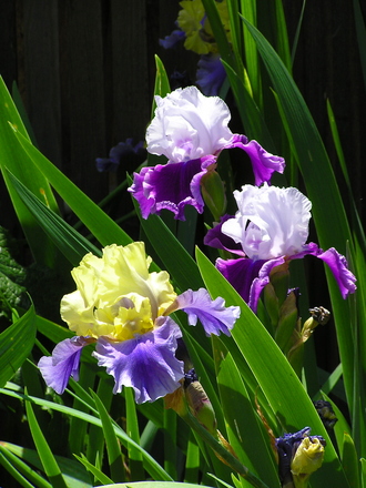 Iris trio