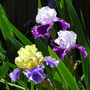 Iris_trio