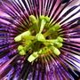 Passion_flower_closeup