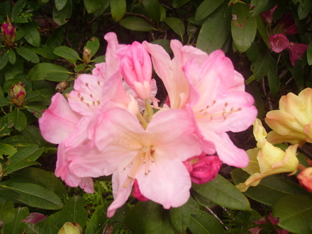 pink rhodie (rhododendron)