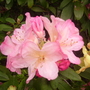 pink rhodie (rhododendron)