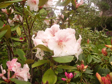 pale pink rhodie with spotted details (rhododendron)