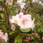 pale pink rhodie with spotted details (rhododendron)