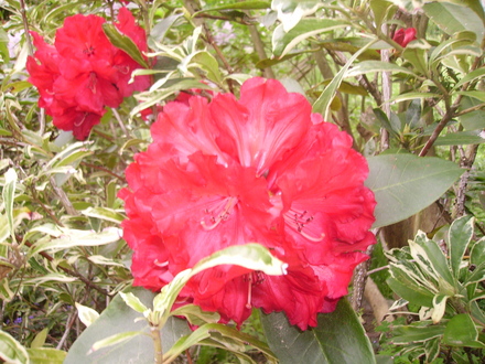 Rhododendron Antoon Van Welie (Rhododendron)