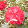 Rhododendron Antoon Van Welie (Rhododendron)