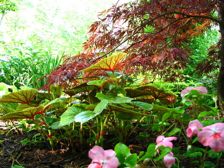 favorite plant combinations