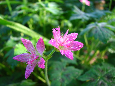 geraniun 'sue cox'
