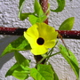 Black-eyed_susan
