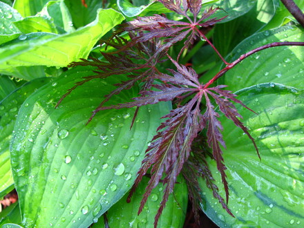 favorite plant combos