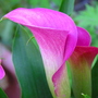 Peruvian_lily_050
