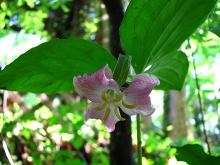 wild trillium