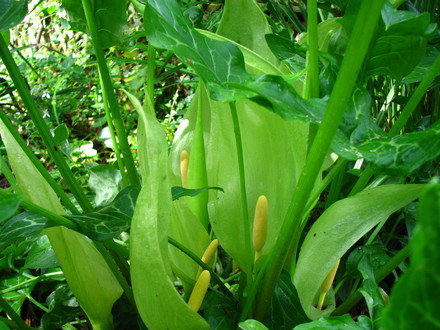 arum in bloom