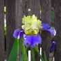 Peruvian_lily_052