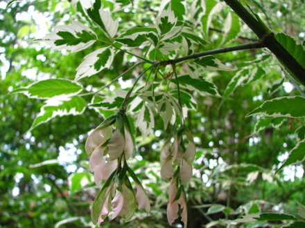 acer 'flamingo'