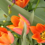 Orange_tulips