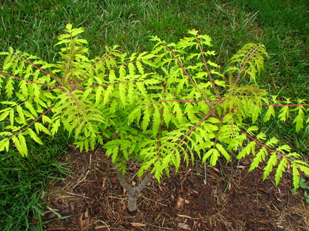 rhus typhina 'tiger eyes'