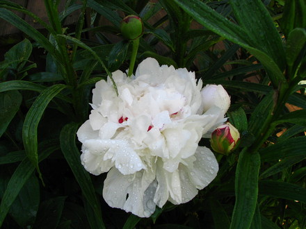 paeonia lactiflora 'festiva maxima'