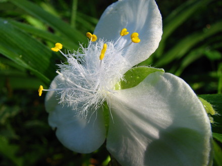 tradescantia