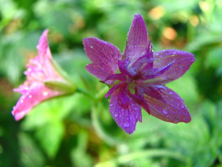 A garden flower photo
