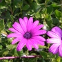A garden flower photo