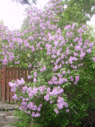 purple lilac at the gate from the alley