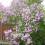 purple lilac at the gate from the alley