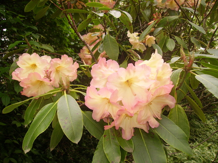 peach rhodie (rhododendron)