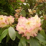 peach rhodie (rhododendron)